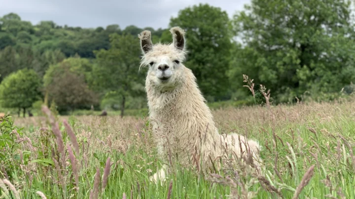 Gwneud y mwyaf o gymorth lles gyda The Llama Sanctuary, Sir Benfro